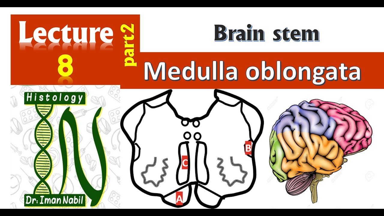 Brain stem-2-Medulla-Histology-CNS module
