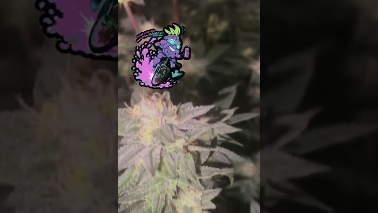 Grapes