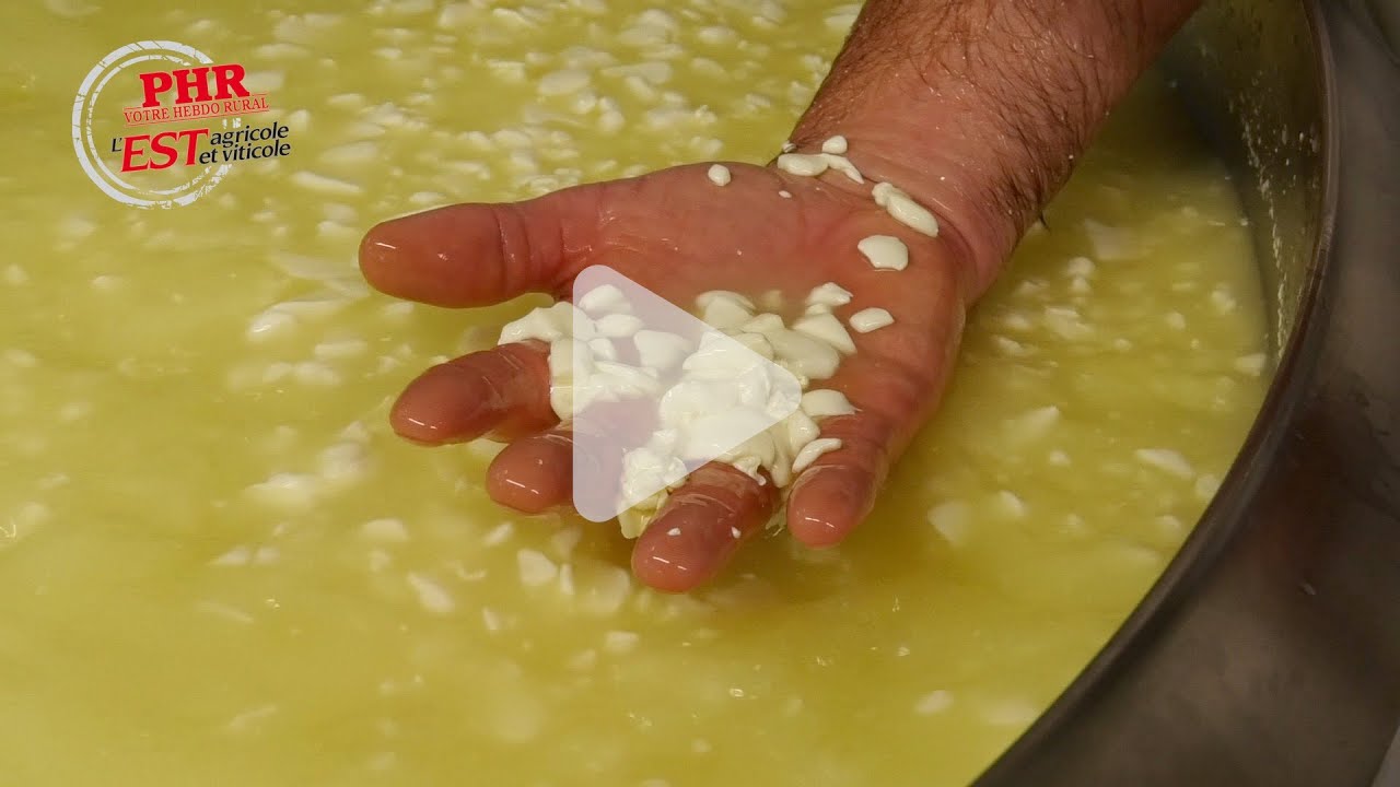 Une formation pour maîtriser la fabrication des fromages à pâte pressée
