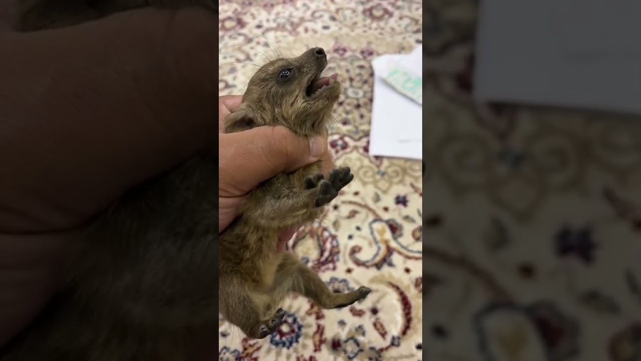 The sound of the little Rock hyrax  #animal's world