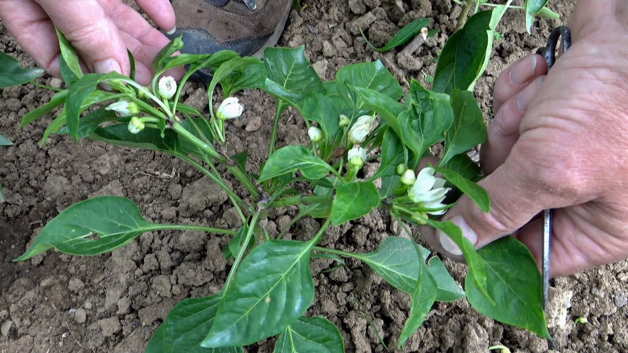 Paprika 