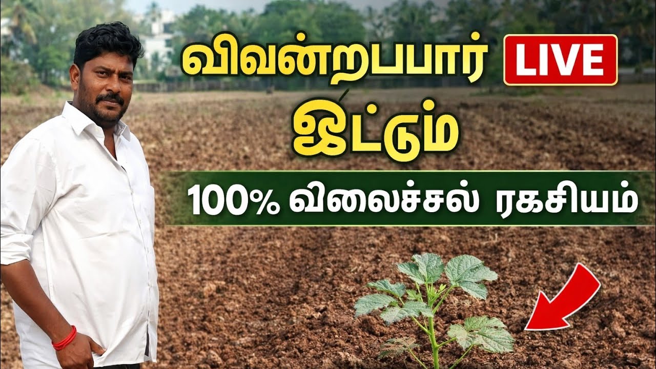 🚜 வெண்டைப்பார் ஒட்டும் முறை நேரலை | இயற்கை விவசாய ரகசியம் | Farmer Live