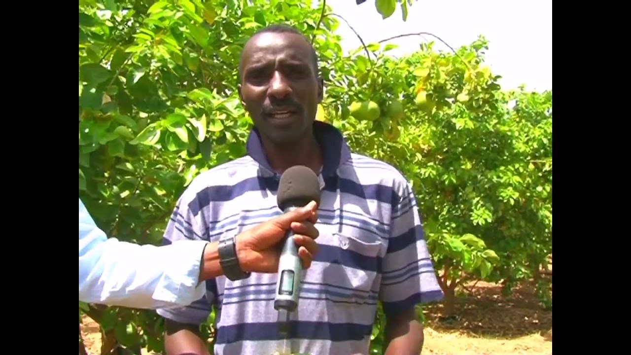 زراعة البرتقال بجبل مرة بوسط دارفور