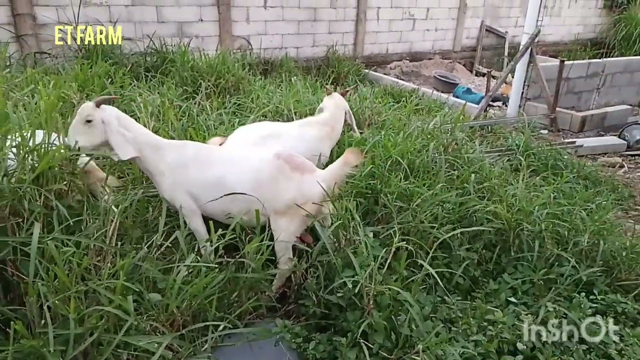 Cara ternak kambing 🐐🐑♑ membuatmu rugi