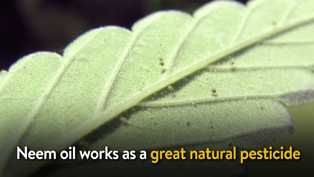 The Most Common Bugs That Invade Cannabis Plants