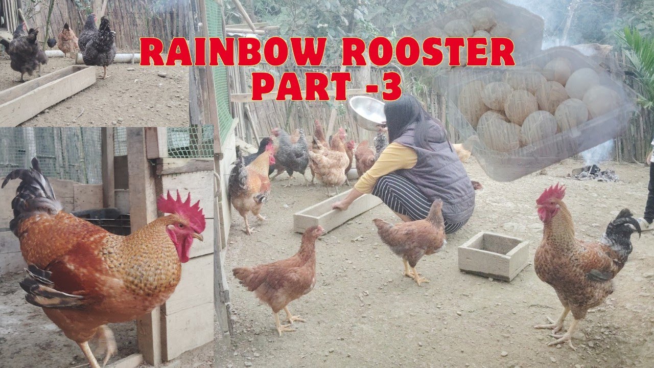 Rainbow Rooster Part-3///Rooster vulh awlsam dan///Rooster tui kan khawl..