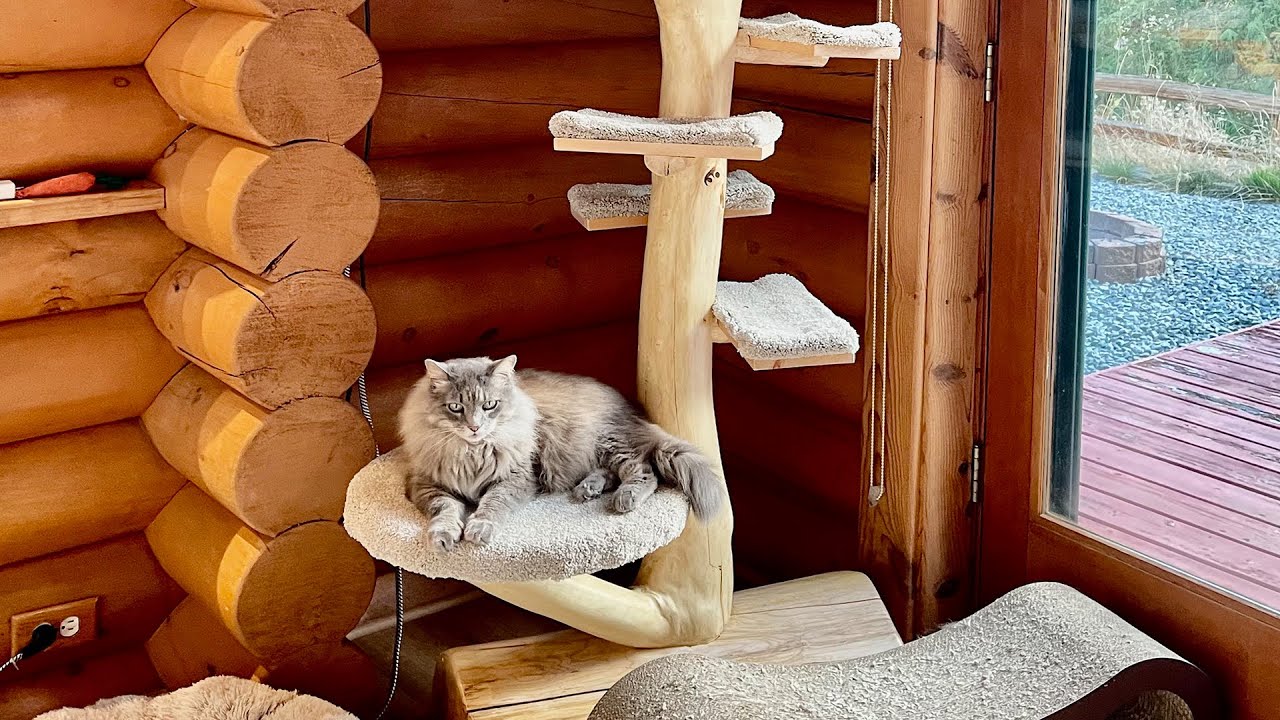 Building The Purrfect Tree