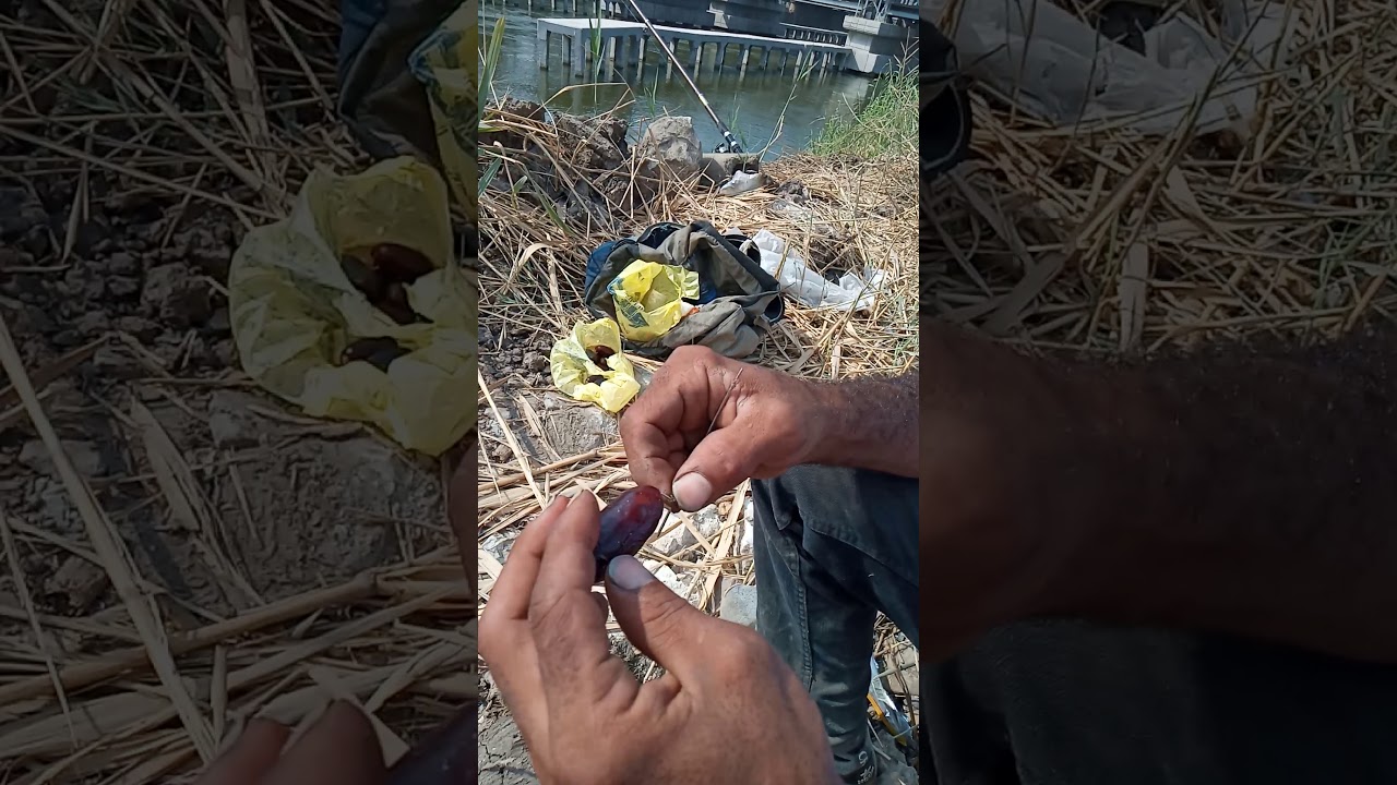طريقه تطعيم البلح الاسمر مع الجمال