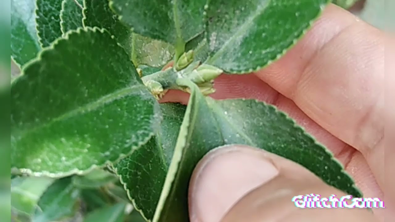 الشمشار.  جابونيكا. المضاض الياباني. Euonymus Japonicus.... سعد كامل
