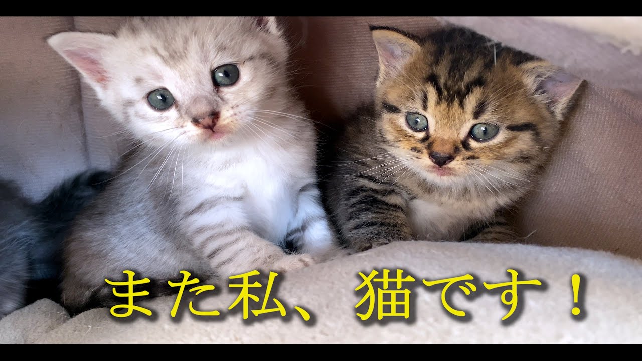 私たち3匹の猫たちの一日。