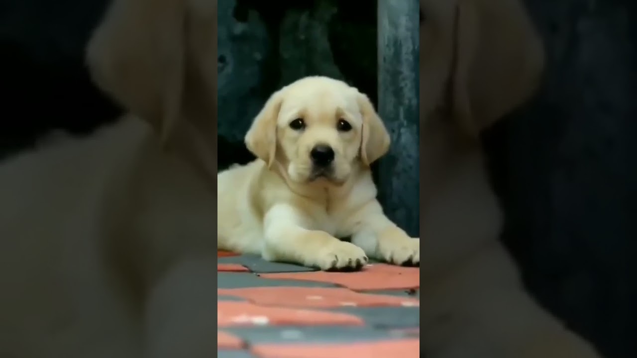 Cuttest Labrador 🤩😘|| Barking Bros 🐶 || 