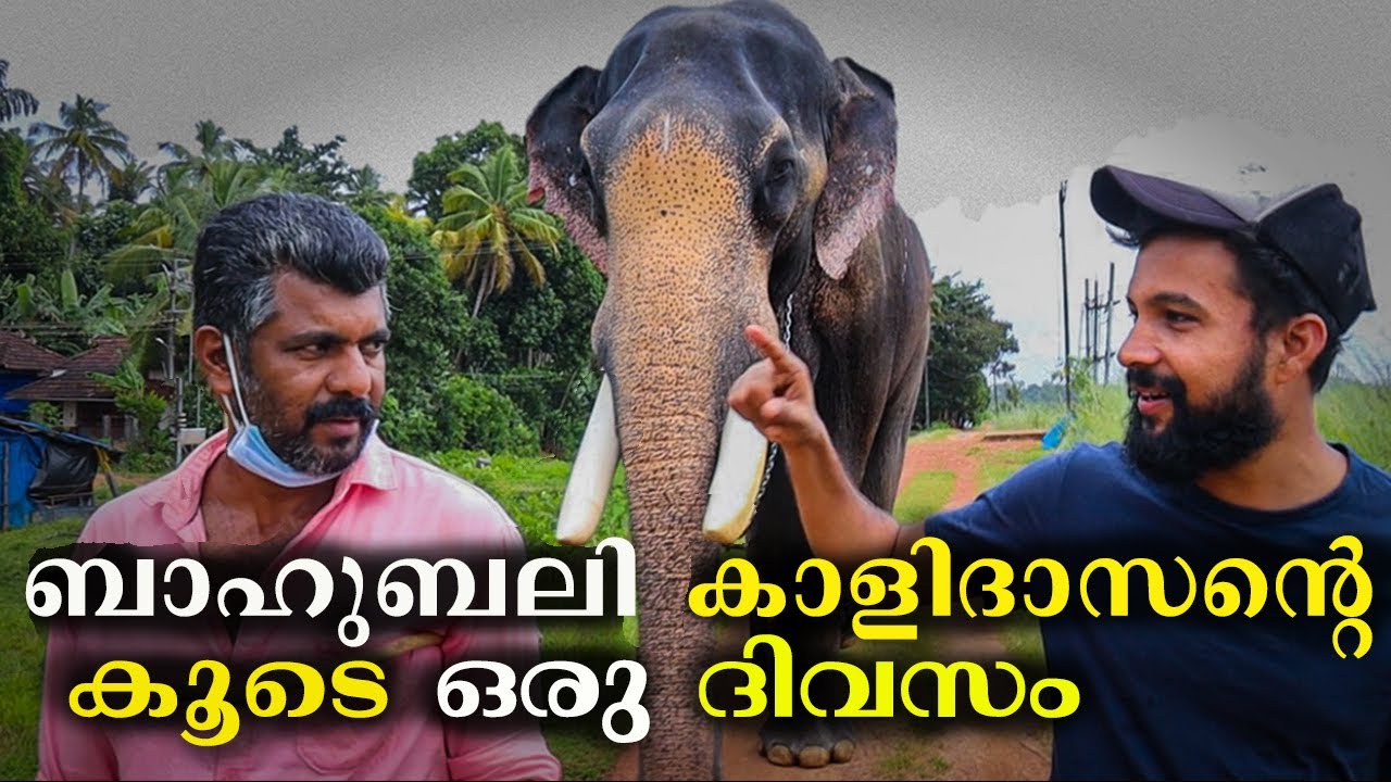 CHIRAKKAL  KALIDASANൻ്റെ  ഒരു ദിവസം ഇങ്ങനെയാണ്  ll LIFE OF ELEPHENT 🐘 ll KERALA ELEPHANT STORY