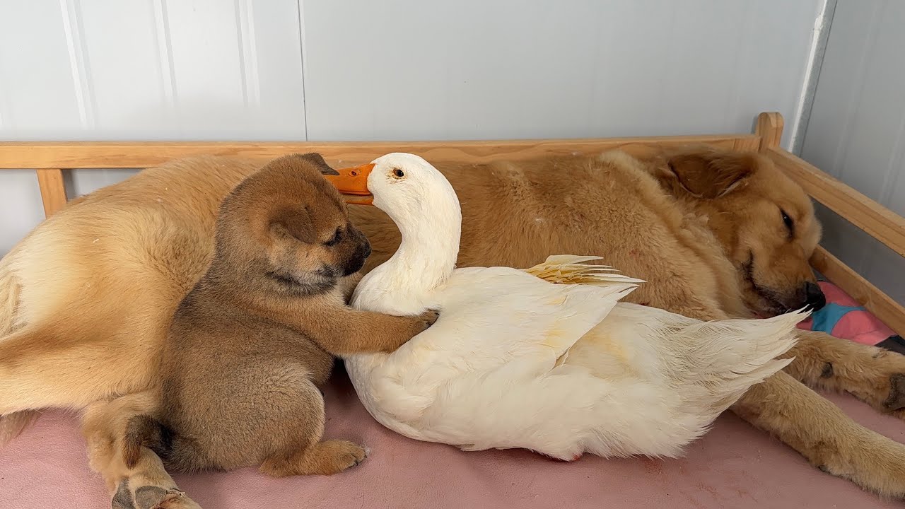 This is so funny heartwarming! A puppy is jealous that a duck sleeps with a golden retriever (Lily)