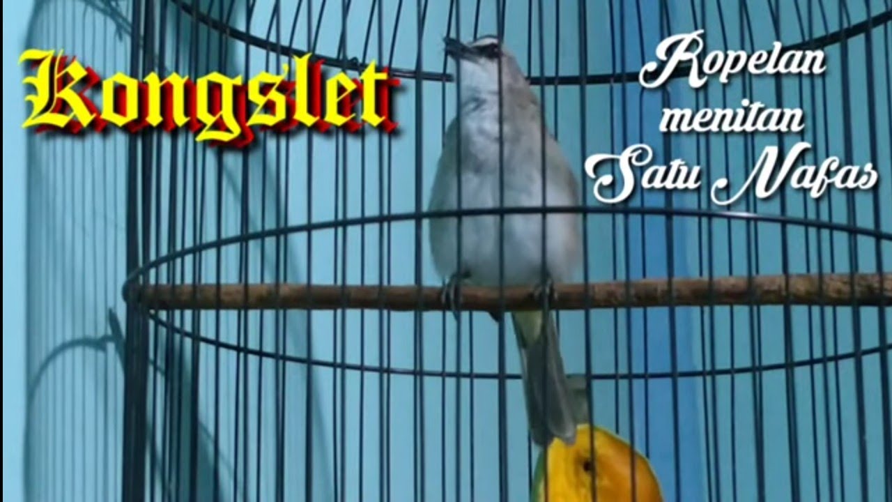 Masteran Trucuk Kongslet,Sekali Ropelan 1 nafas menitan jeda Rapet