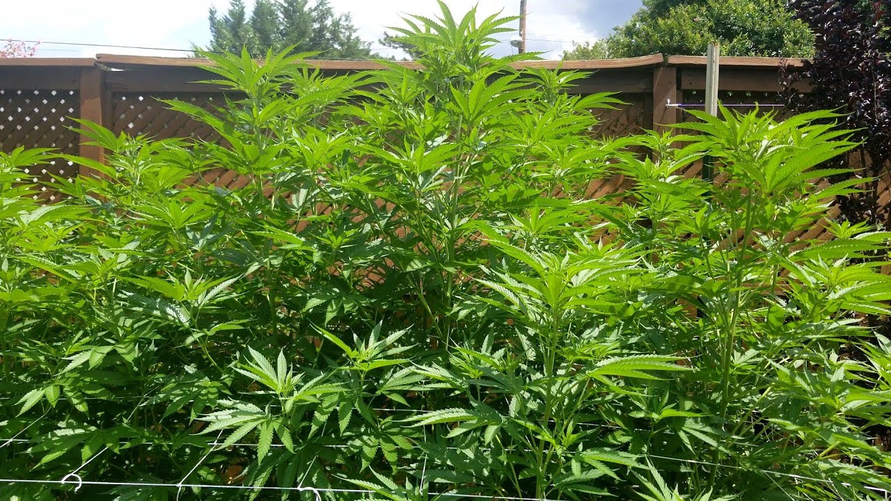 2021 Outdoor Cannabis Garden Tour | Garden Update [#11] - July 14