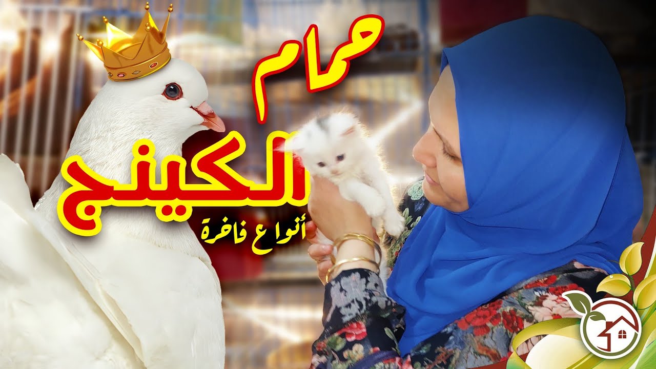 الحمام الكينج فى المنزل وشكرا لكل المتابعين تم إستبدال الحمام !