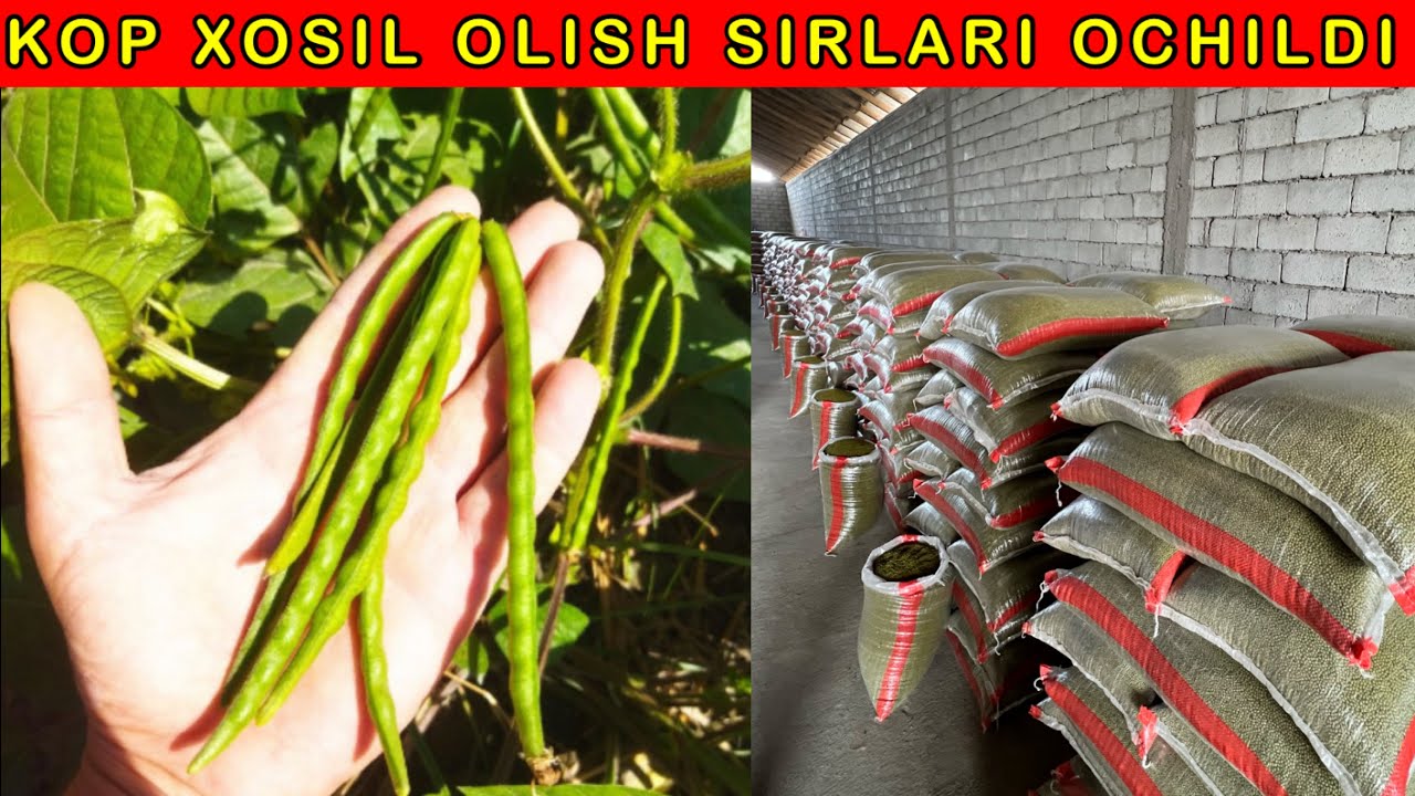 Moshdan YUQORI xosil olish TAVSIYALARI. Dexqonlar layk bosing