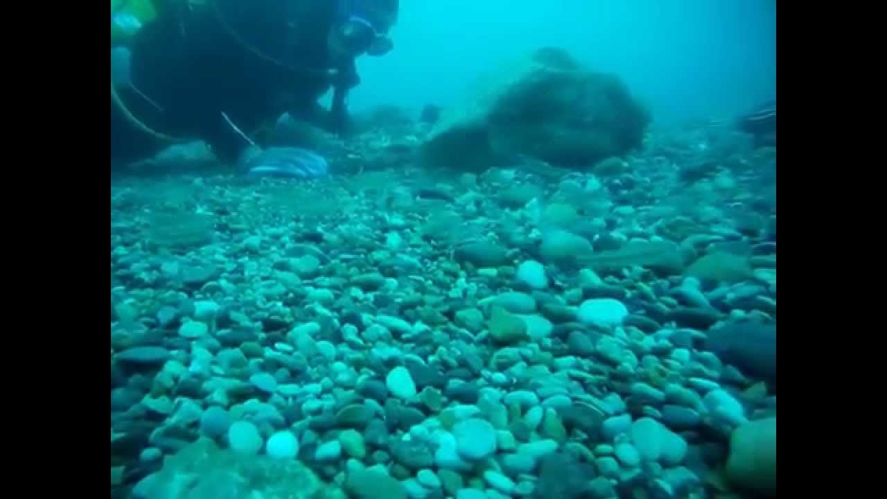 Big Logperch