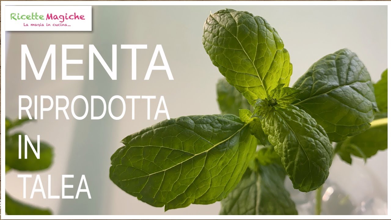 Riprodurre la MENTA Da RAMETTO In 7 giorni TALEA