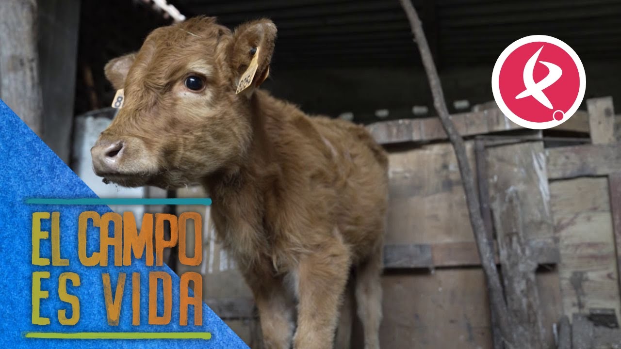 Isabel y Lidia han tenido que separar a esta chota de la manada | El campo es vida