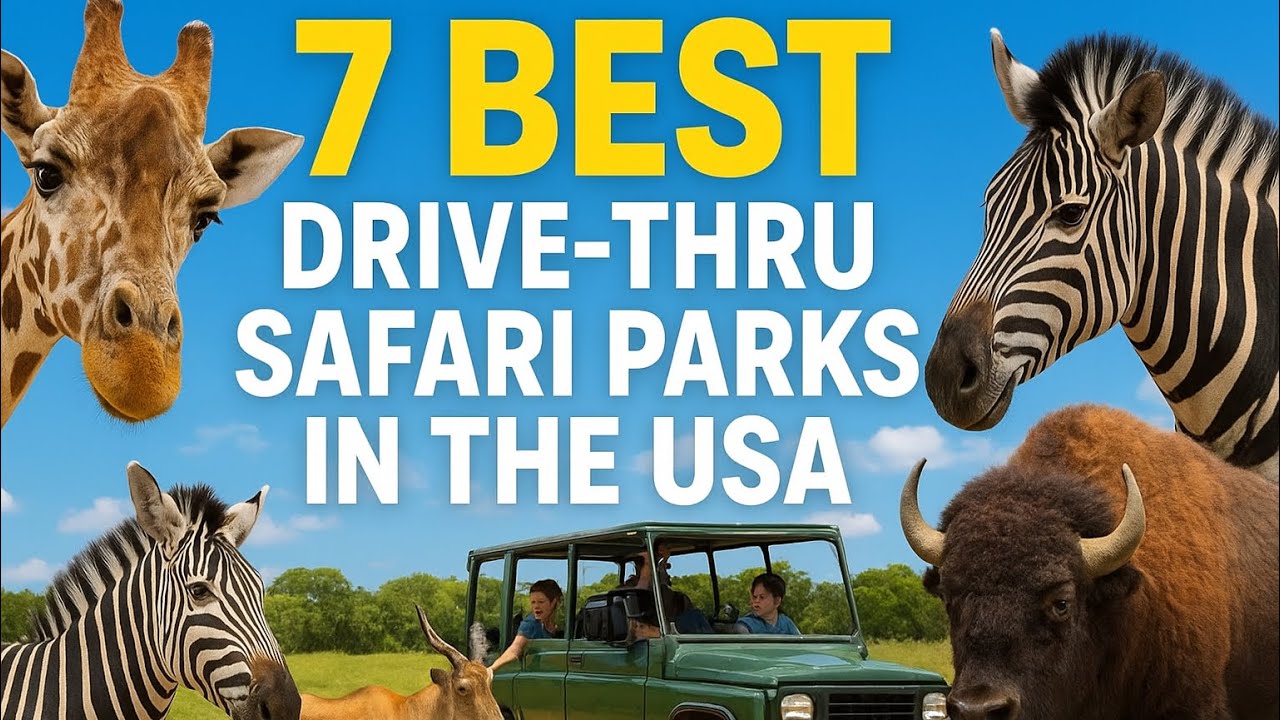 7 ЛУЧШИХ сафари-парков и зоопарков с автопроездом в США