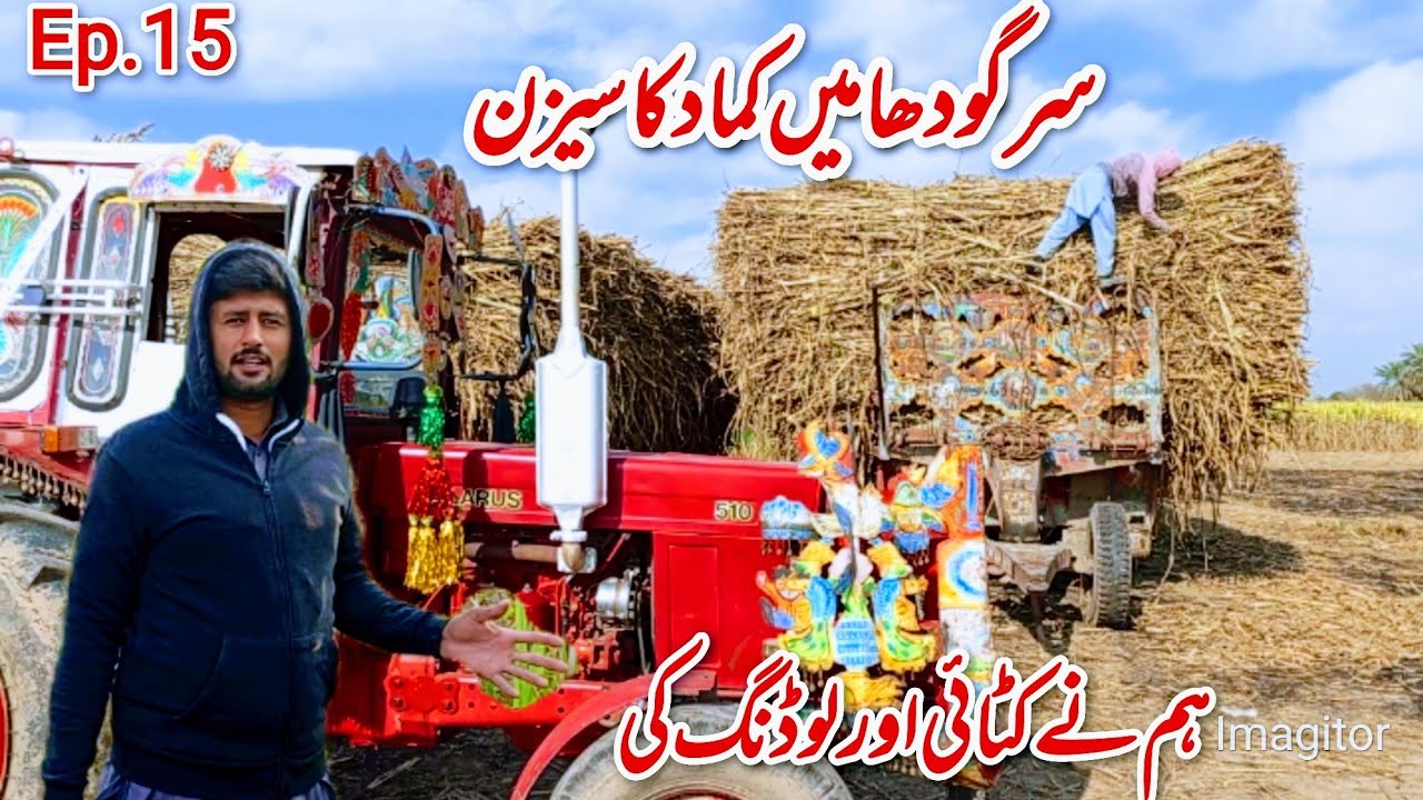 Sargodha me kamad ka season aj hm ne katai aur loading ki