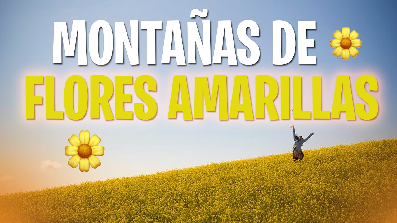 🌻 Montañas de Flores Amarillas 🌻 | COSTA RICA