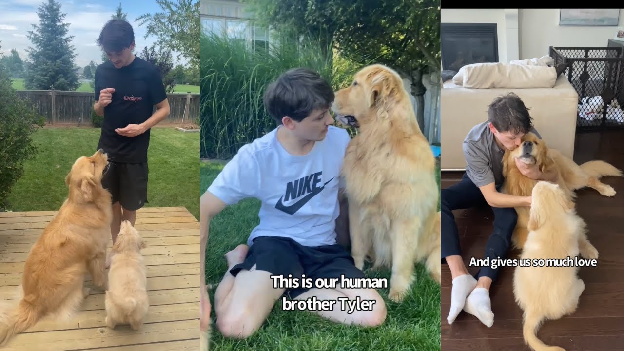 Dogs Are Obsessed with Human Brother