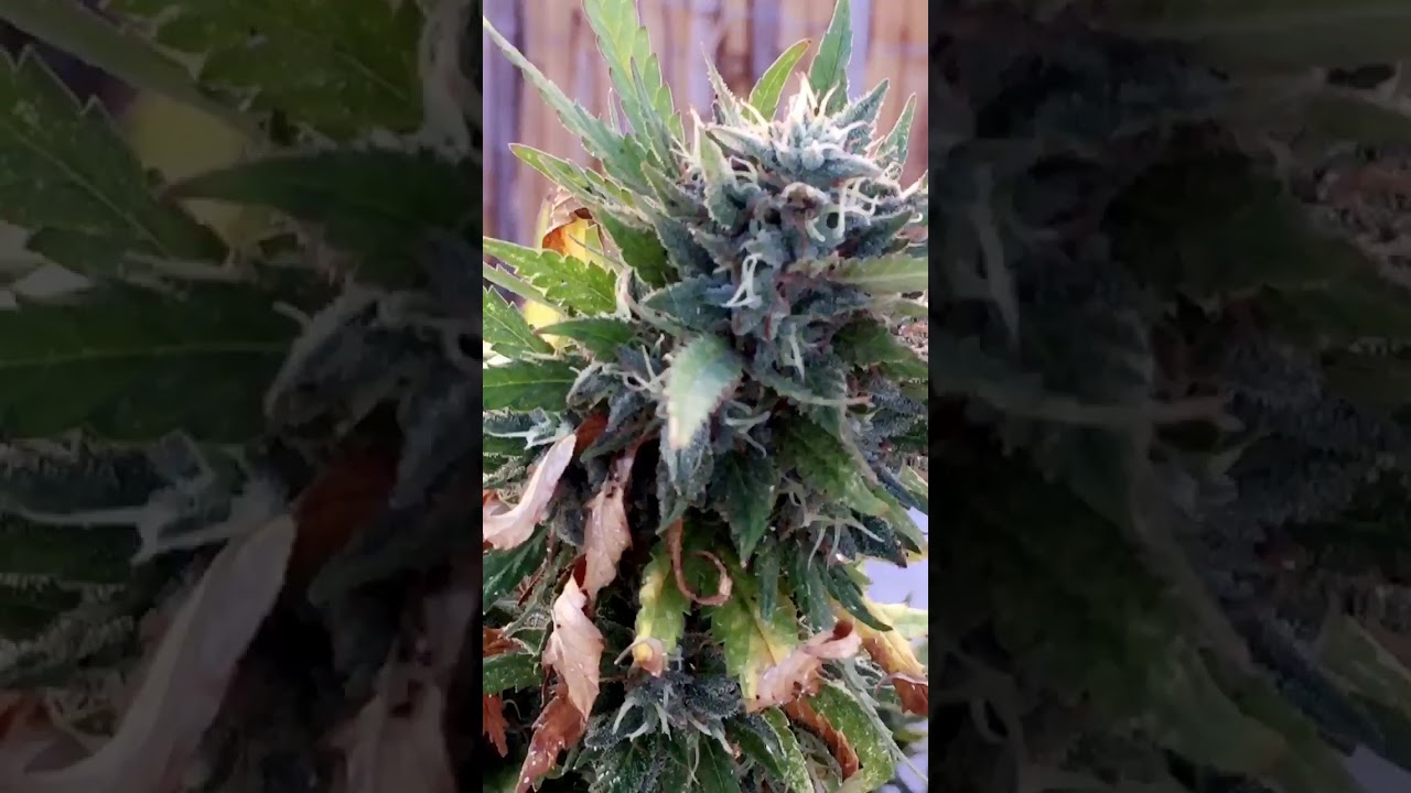 King Kush
