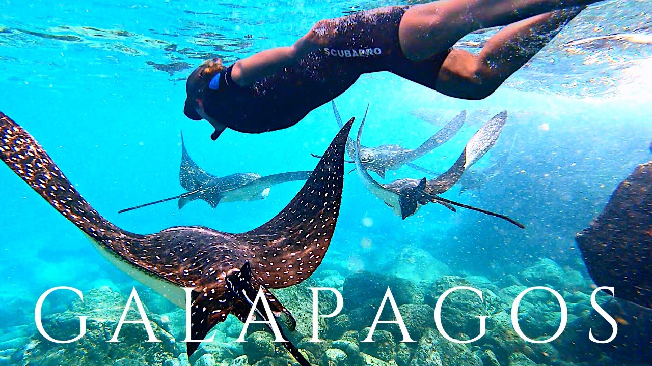 Galapagos Islands Cruise Part 2! Hammerhead Sharks AND Eagle Rays Snorkeling