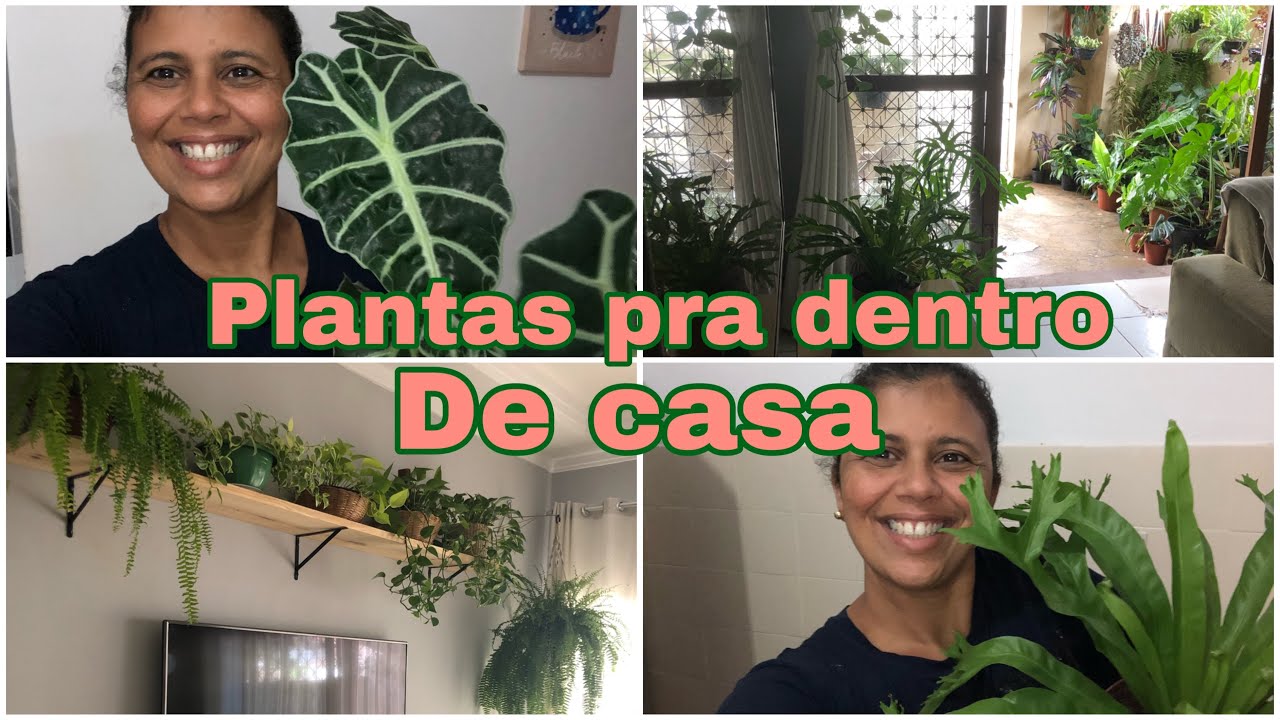 Dicas de plantas pra dentro de casa| Tour plantas da sala
