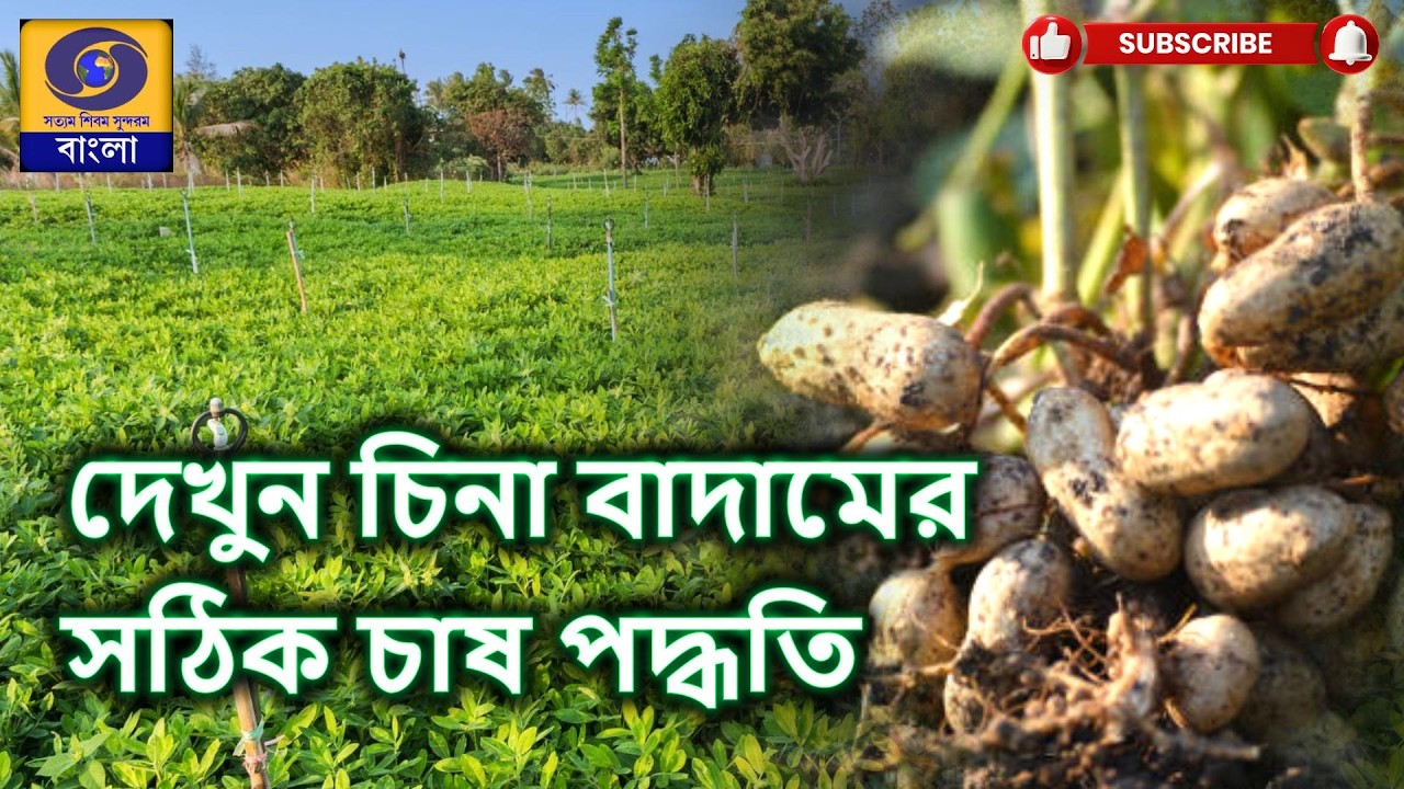 Topic : চিনাবাদাম চাষ : Groundnut Cultivation   @DDBanglaTV #ddbangla