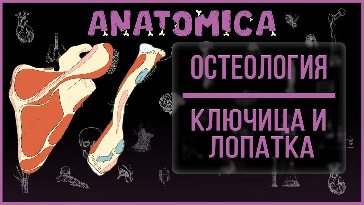 Кости пояса верхней конечности / Лопатка и ключица анатомия / Остеология