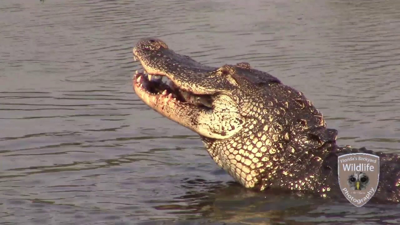 Alligator VS. Garfish