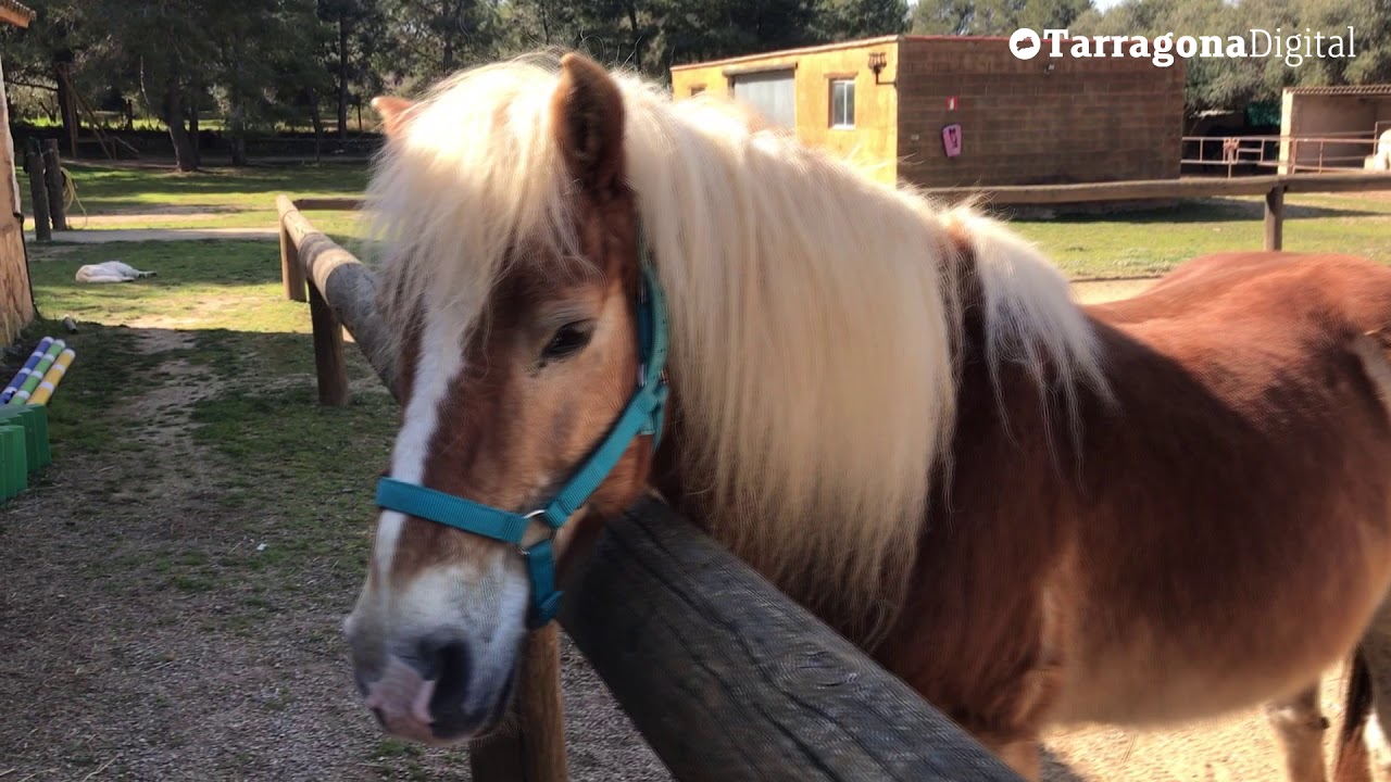 TARRAGONA DIGITAL: Entrevista laboral entre cavalls en una granja-escola del Catllar