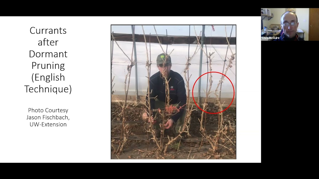 Trellising currants and gooseberries: the cordon method
