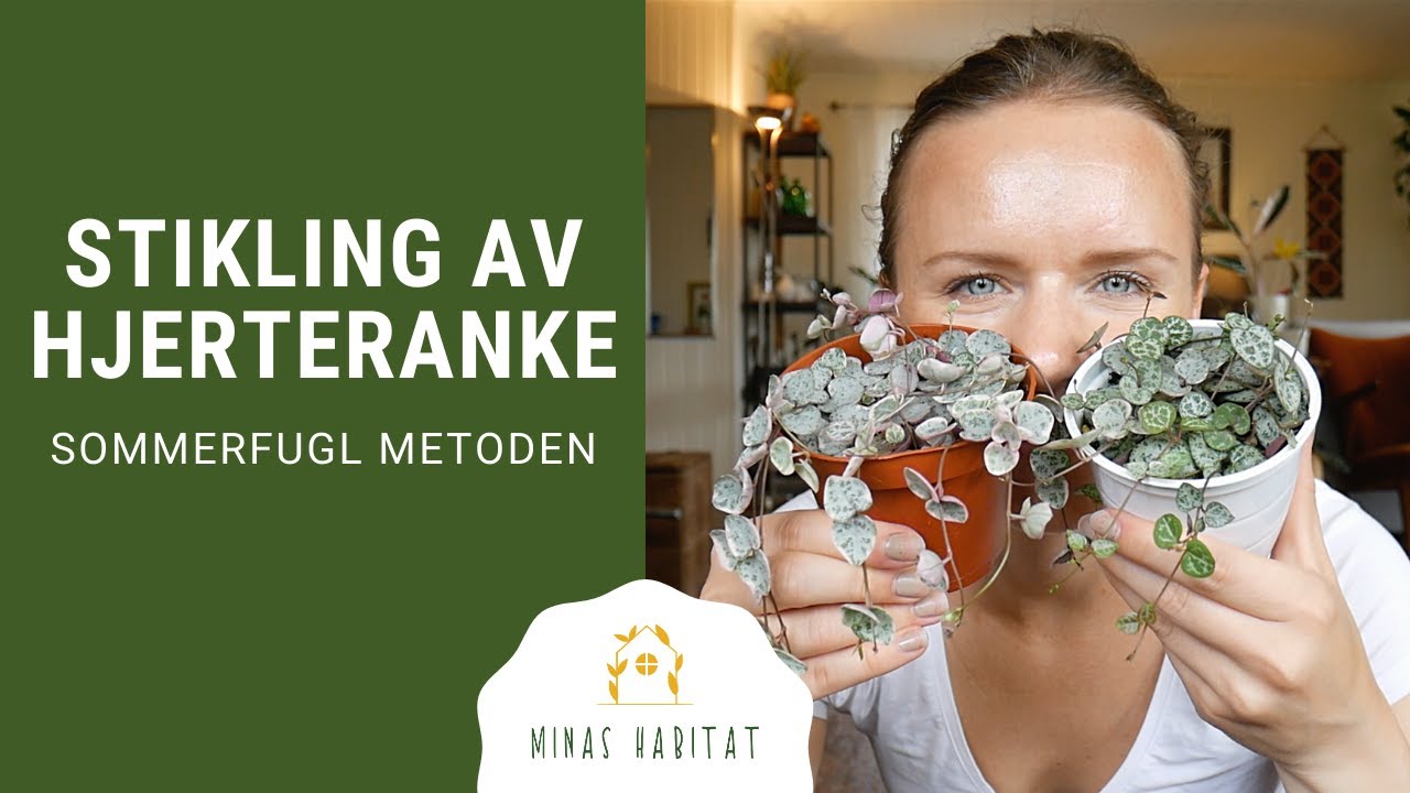 Stikling av Hjerteranke | Sommerfugl metoden