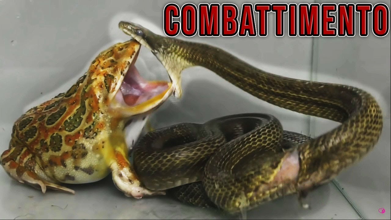 Animali Abusati Senza Ritegno - La Triste Verit&agrave;