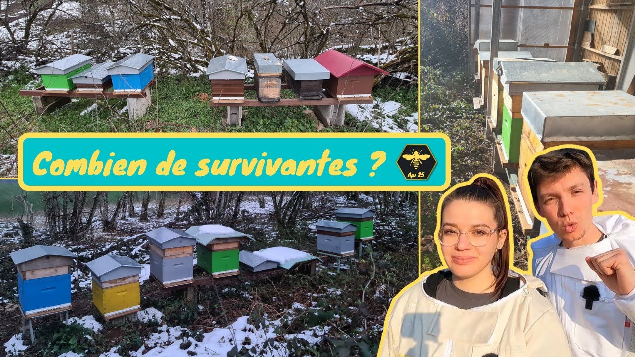 COMBIEN DE COLONIES D'ABEILLES ONT SURVÉCU À L'HIVER ? Visite de printemps et mortalité hivernale...