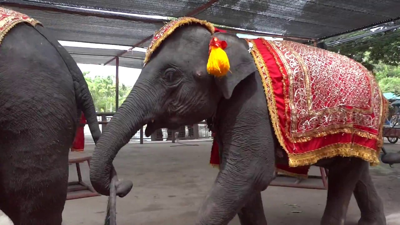 โชว์ช้างที่ปางช้างอยุธยา (Elephant Show, Ayutthaya)