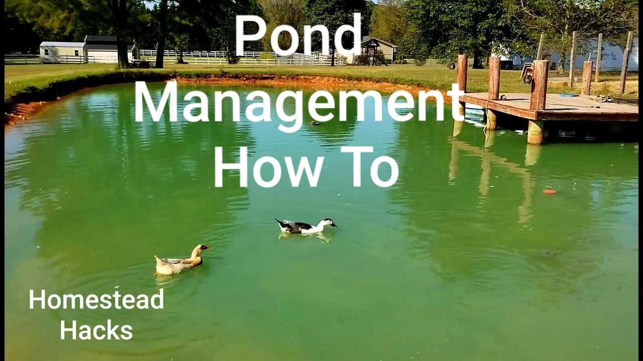Farm Pond Management Catfish &Bluegill