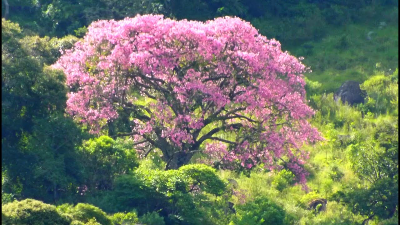 AS CORDAS E... A LUZ! - Bach; Violin sonata 1, in G minor, BWV 1001; Arthur Grumiaux [rev.] (HD)