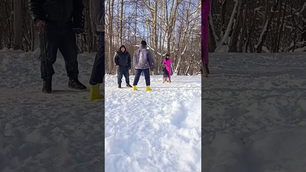 Проверка на охрану Восточно Европейской Овчарки.Тут много моментов ,которые некоторым не понравятся 