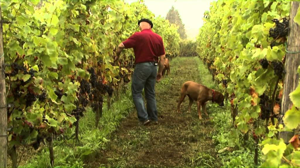 Das Weindorf Groesbeek