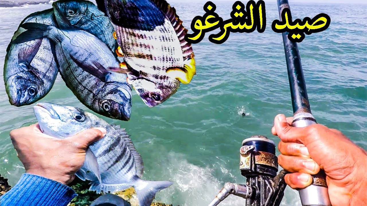 افضل طريقة لصيد السمك:صيد الشرغو الكبير بالبيلوطة