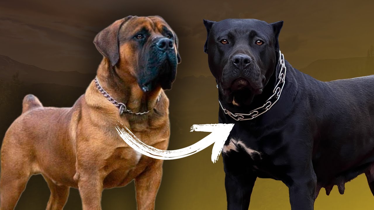 ¿Boerboel en el Presa Canario?
