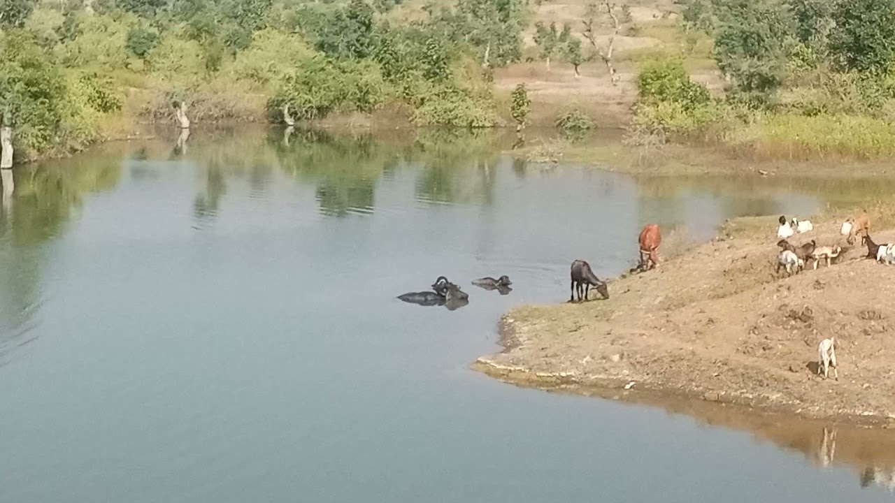 original bafelo swimming in talav me.satpuda parvat ka video he