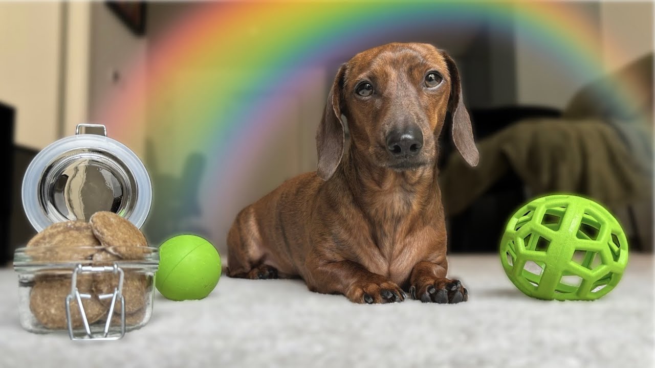 Can mini dachshund find the pot of gold? ☘️🌈