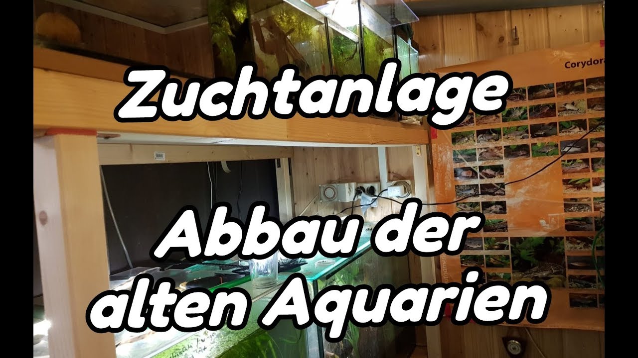 Zuchtanlage - Abbau der alten Aquarien (#1)