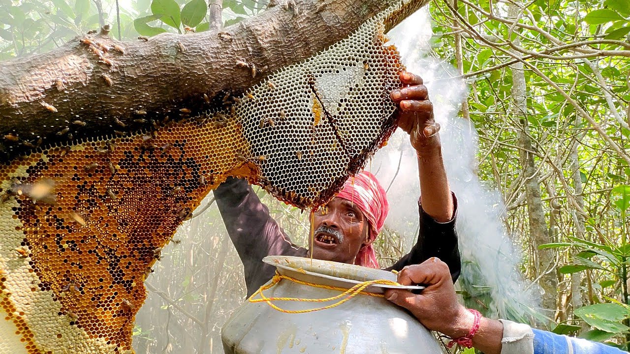 today honey collect Sundarban forest @Natural Sundarban